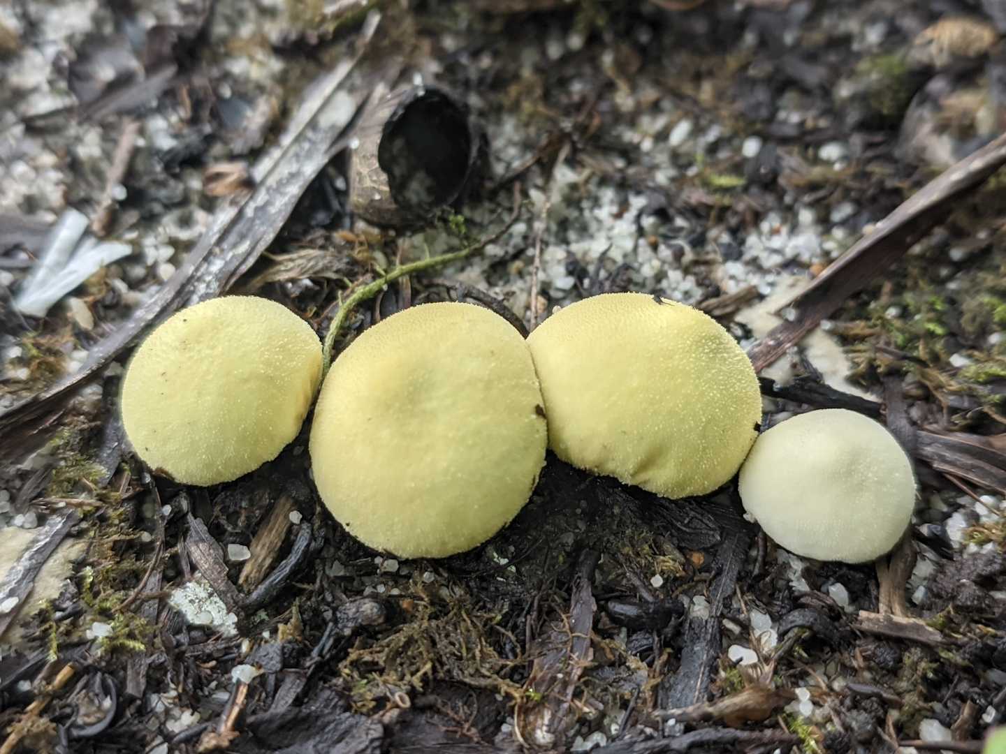 Apioperdon Pyriforme