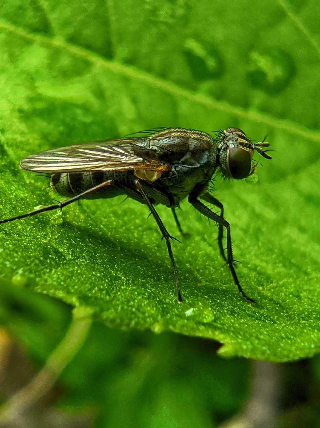 Lalat Bunga (Anthomyiidae) 