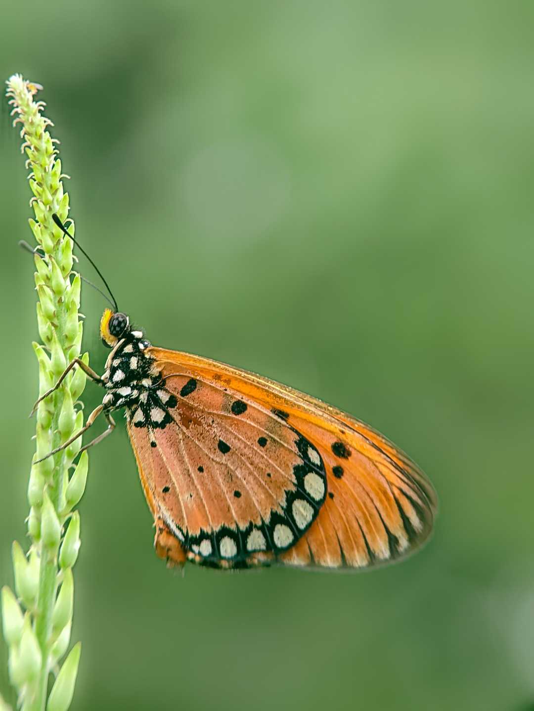 Acraea terpsicore