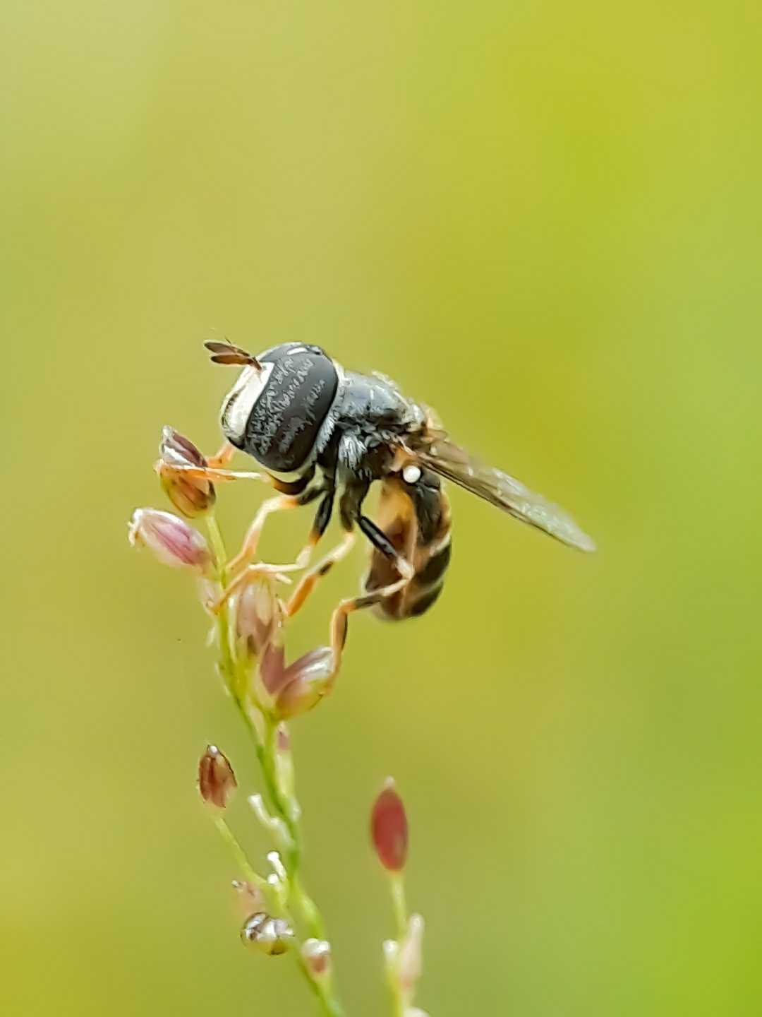 Paragus Tibialis