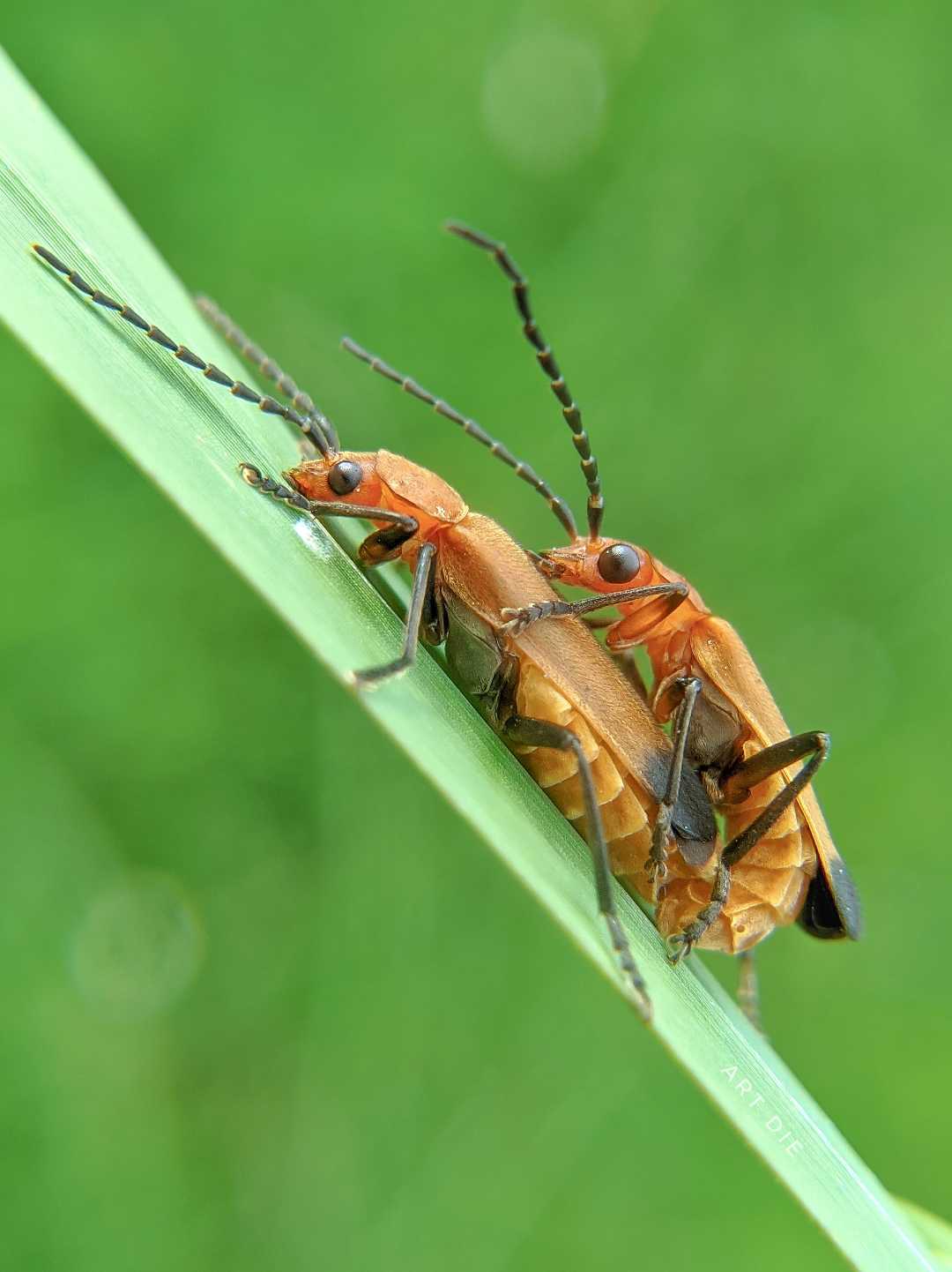 Para Lycidae