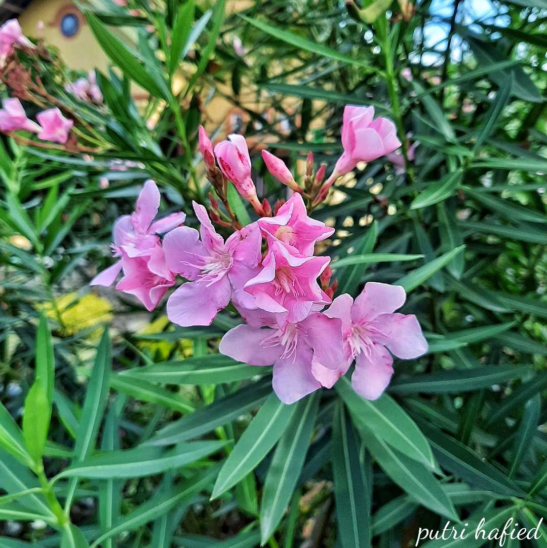 oleander