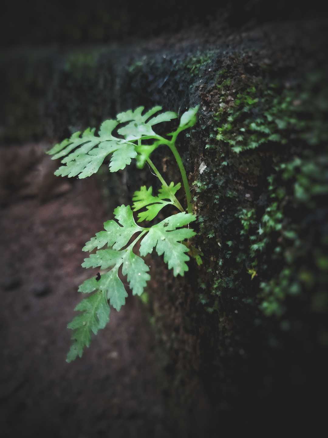 fern🌿