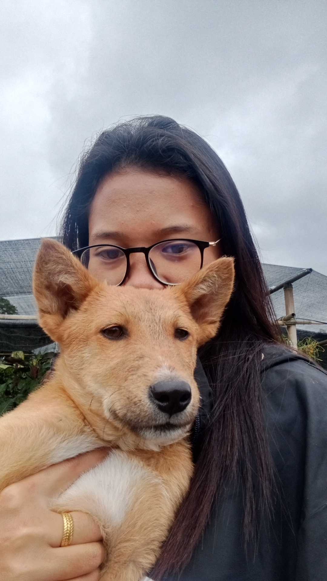 dog