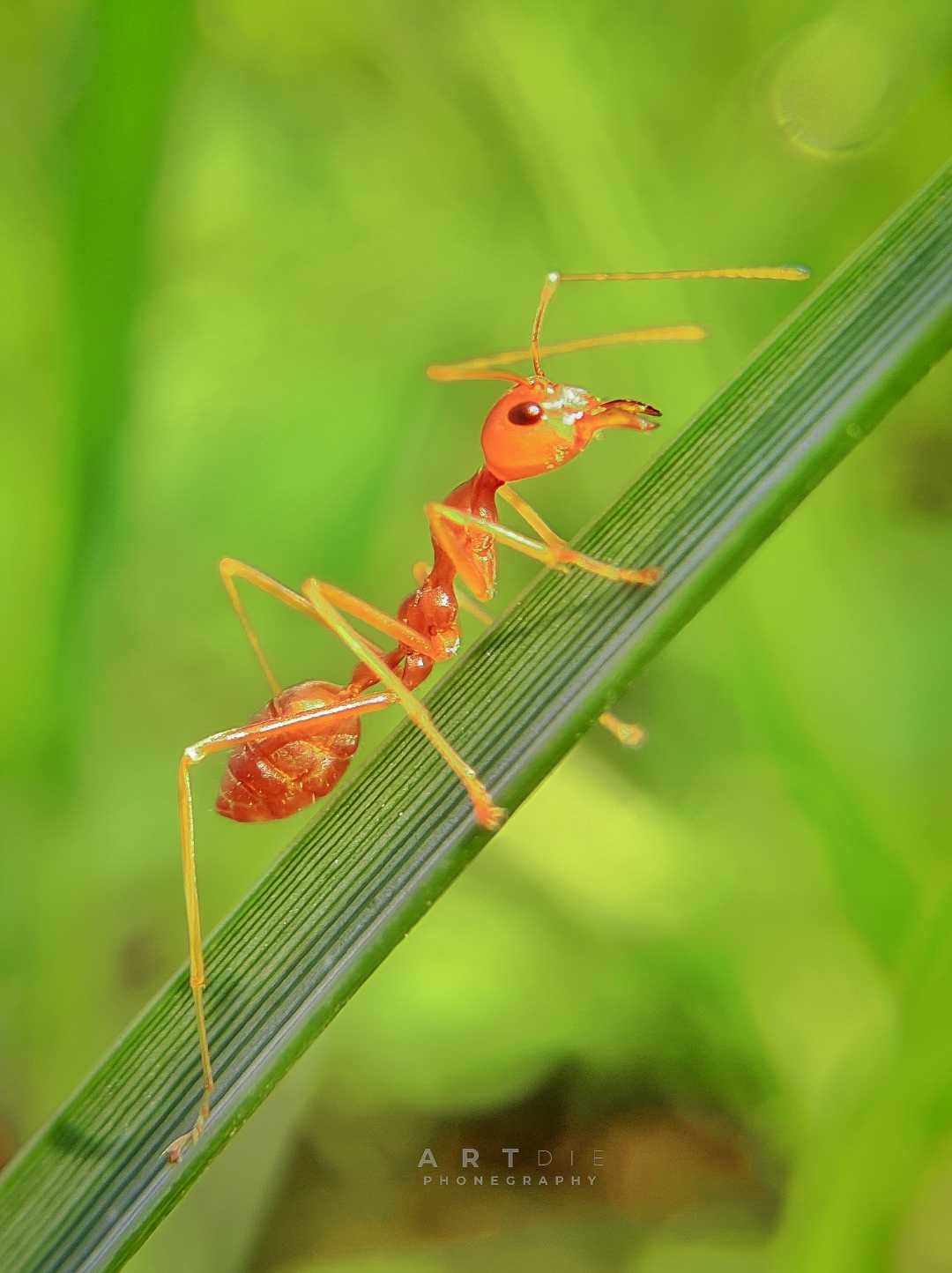 Semut Api 