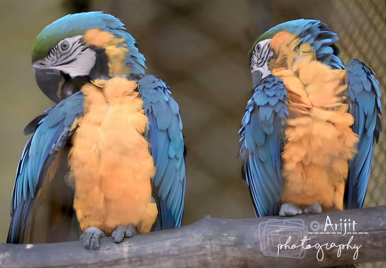 Macaw | blue and gold macaw | candid - arijit2000