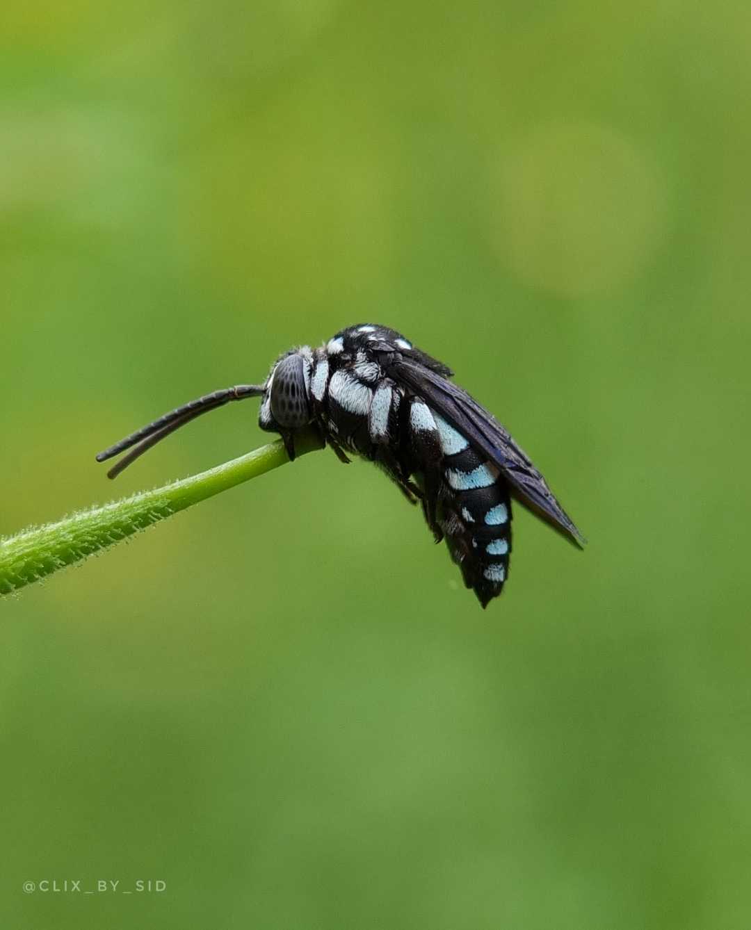 Cuckoo bee