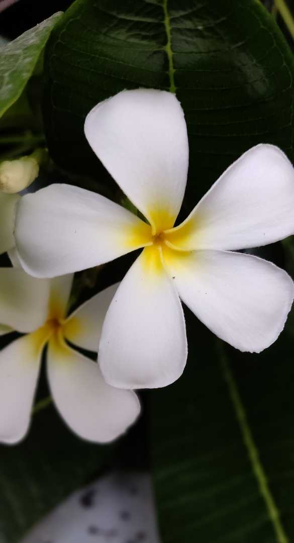 flower 