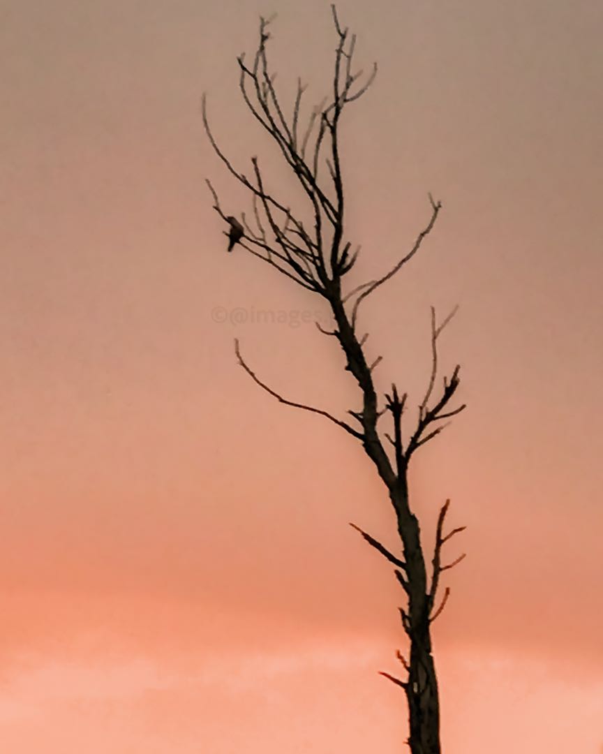 Resting there🌅🕊