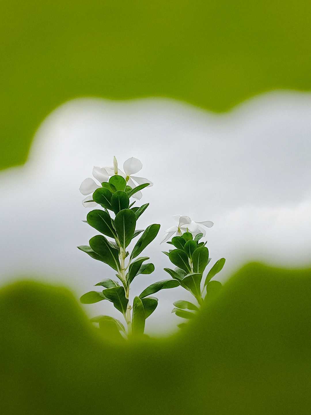 💚🤍