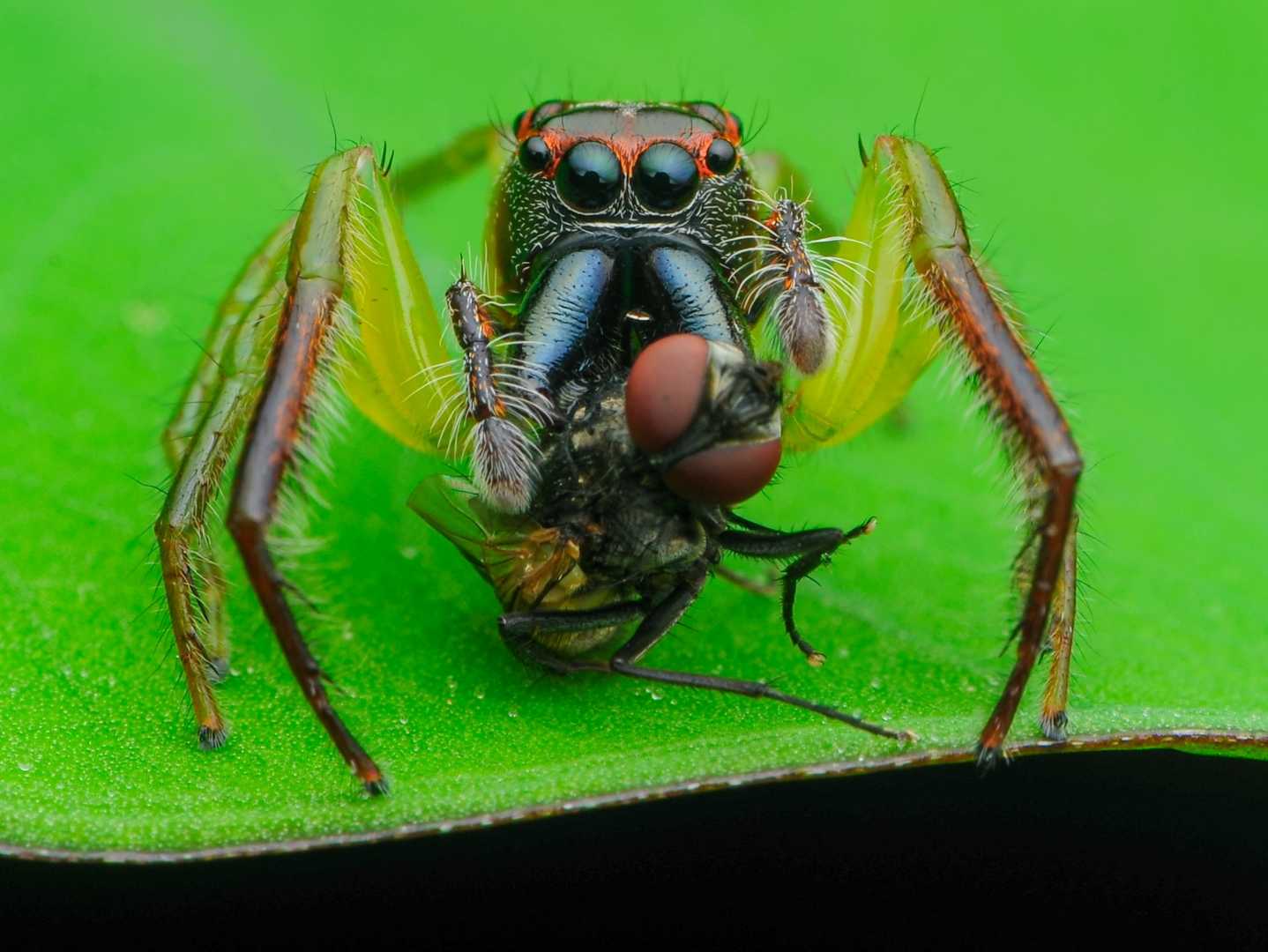 jumping spider male