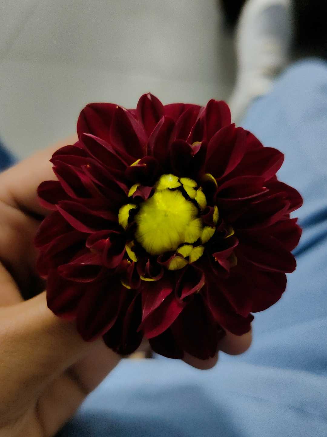 nature flower 🌺🌺🌺