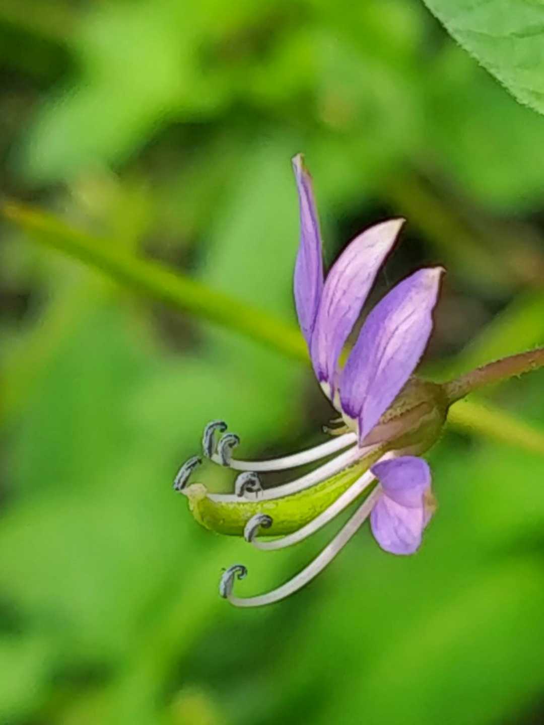 Maman Lanang