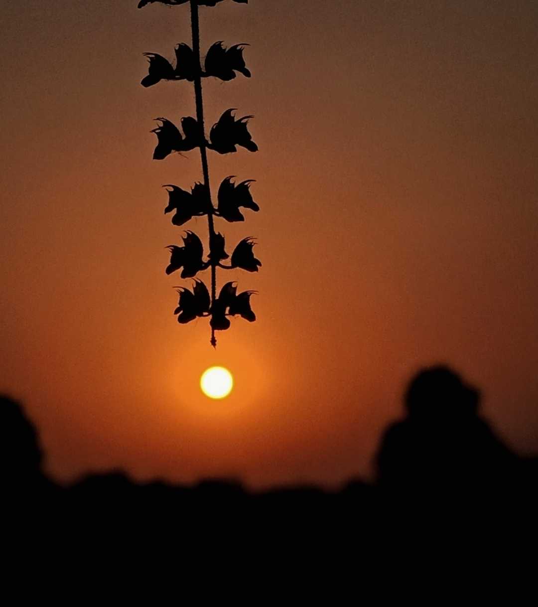 Sunset 🌅 