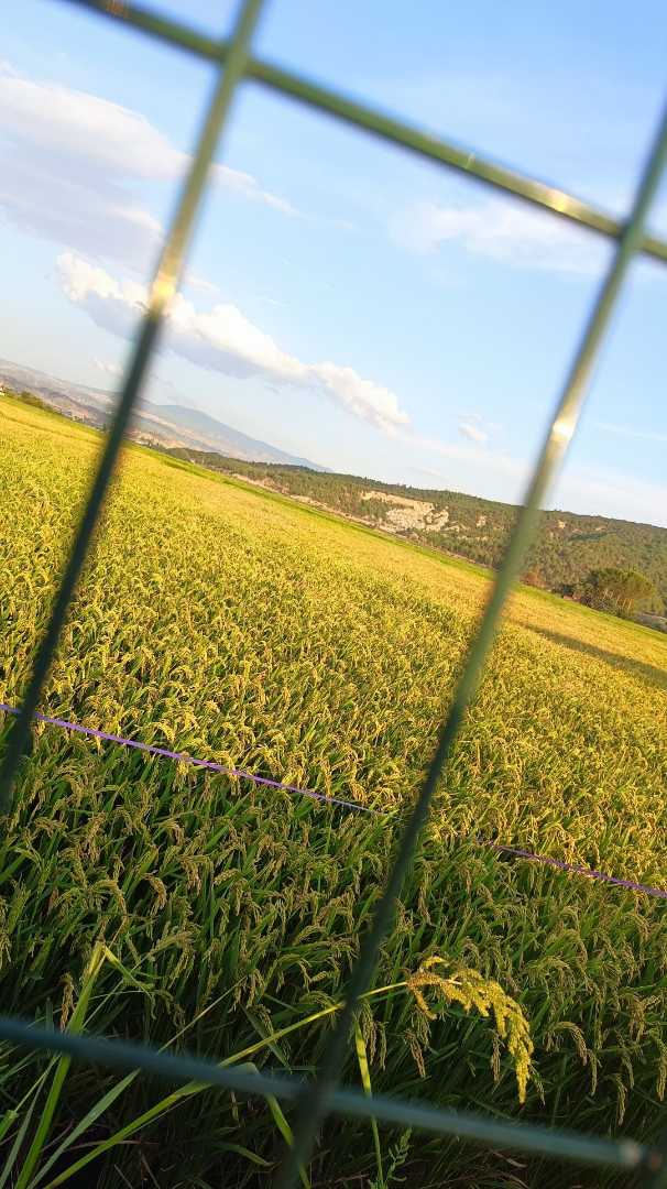 🌾🌾