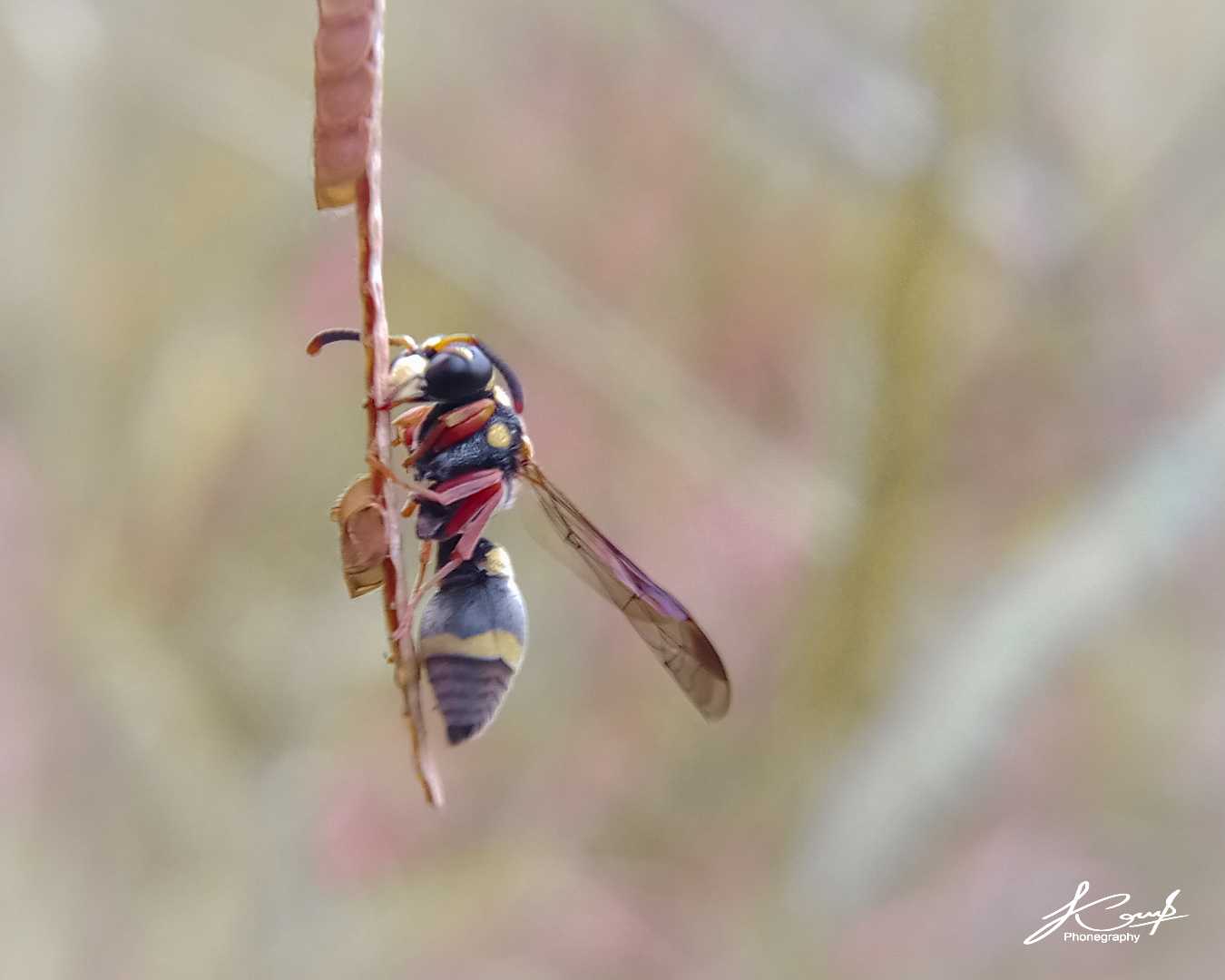 Stenodynerus