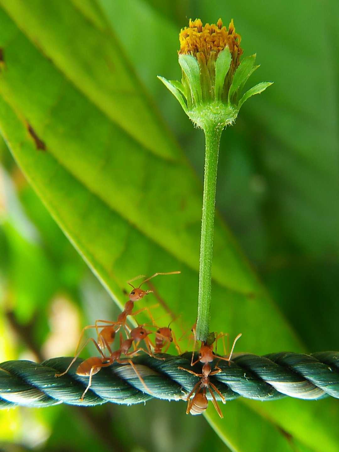 Semut Rangrang (Kerangga)