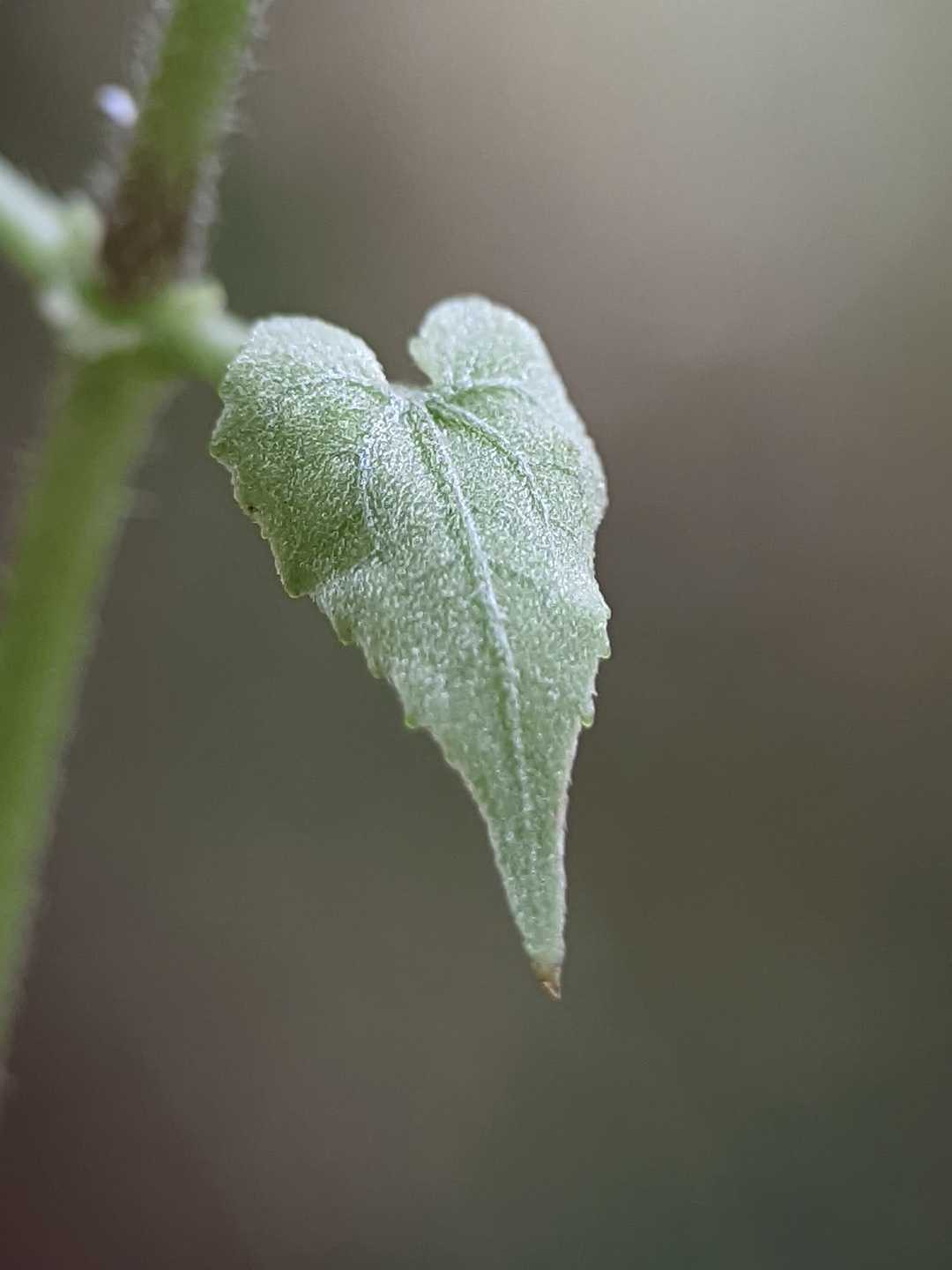 daun sembung rambat