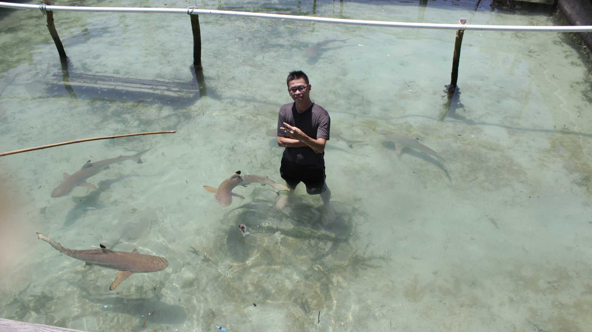Penangkaran Hiu Karimun Jawa