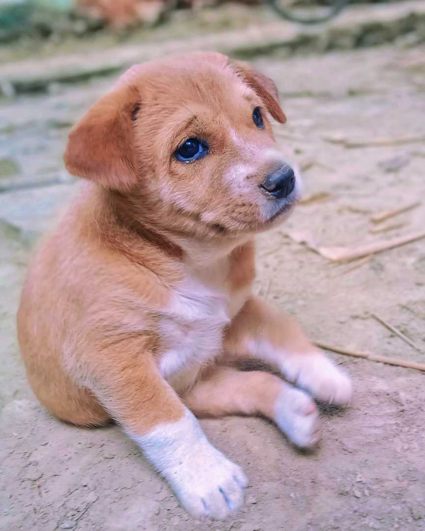 🐶☺️