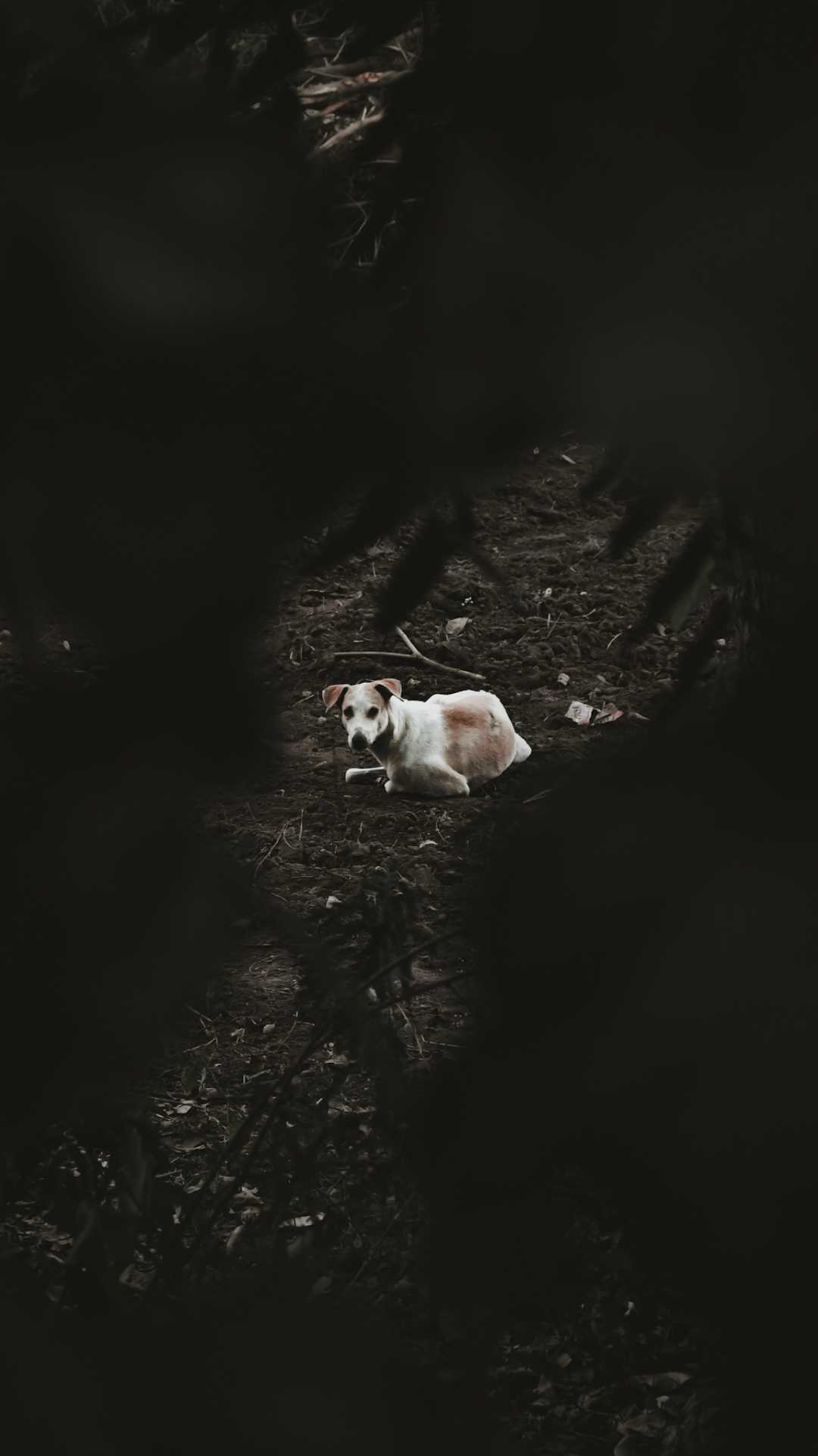 dog 