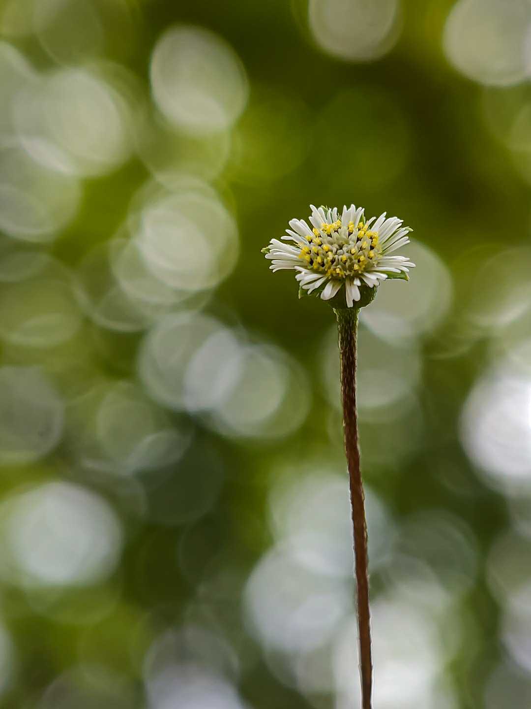 Bokeh.