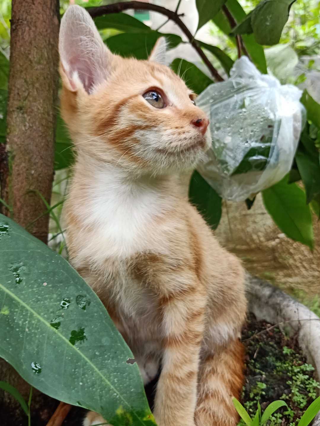 Hewan peliharaan 