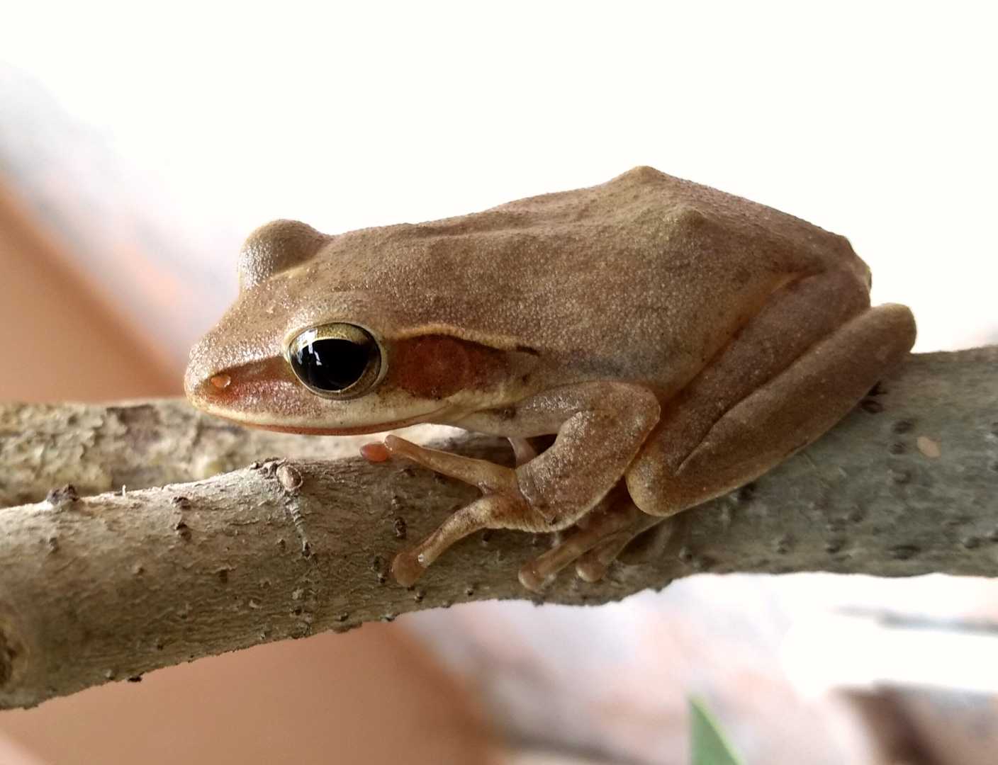  Indian white lipped tree frog