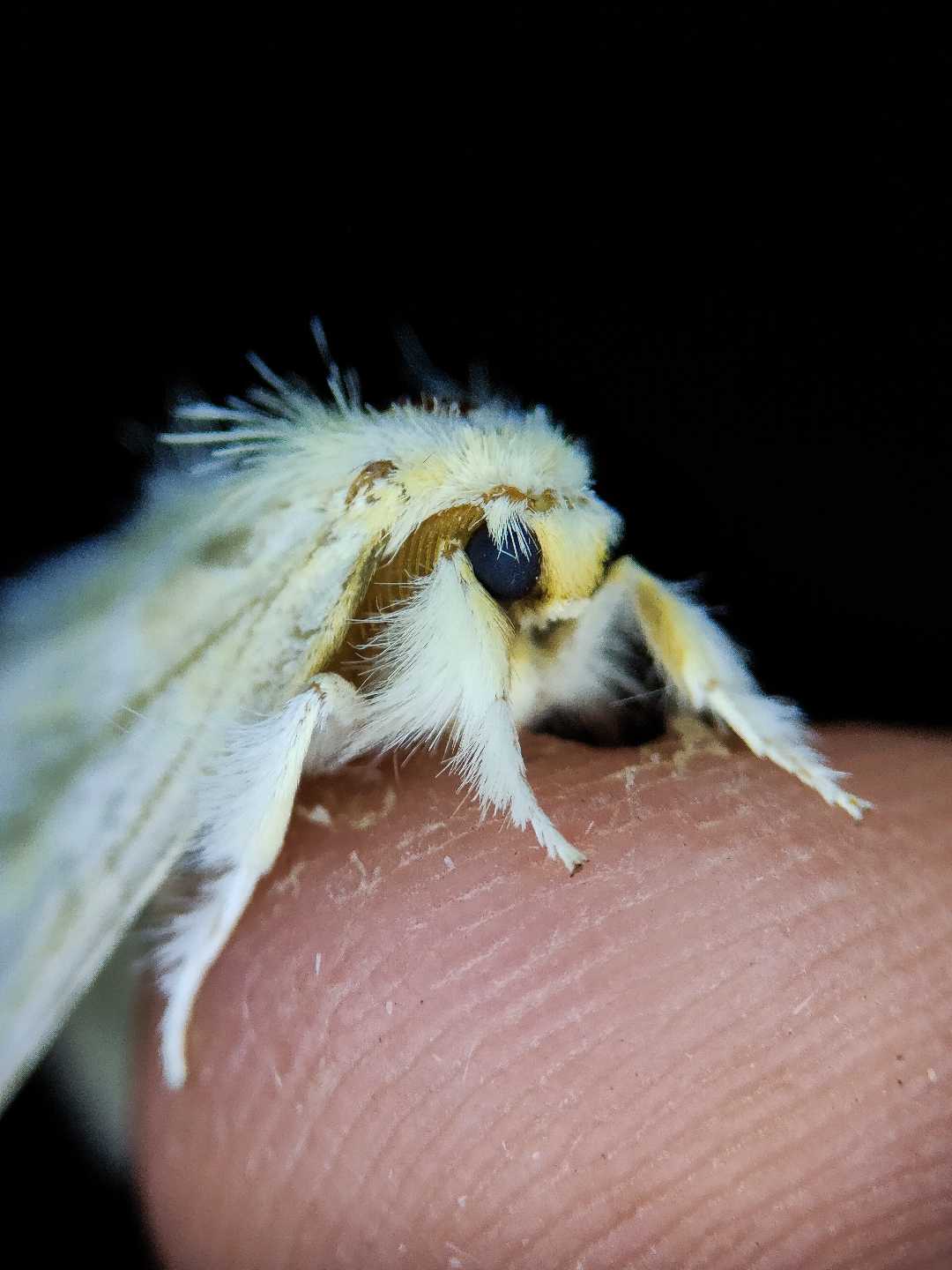 Eyes of the moth 👀