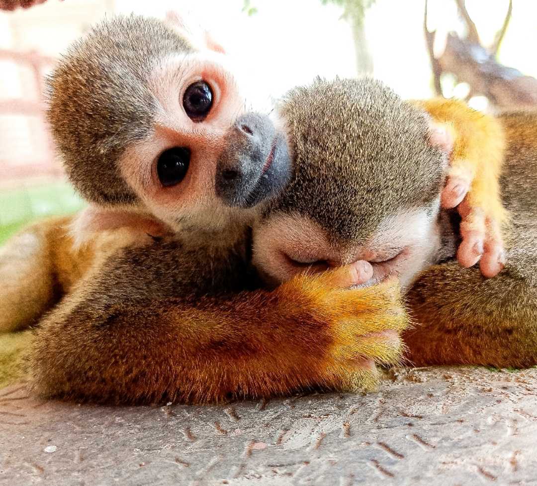 Squirrel Monkeys 🐒