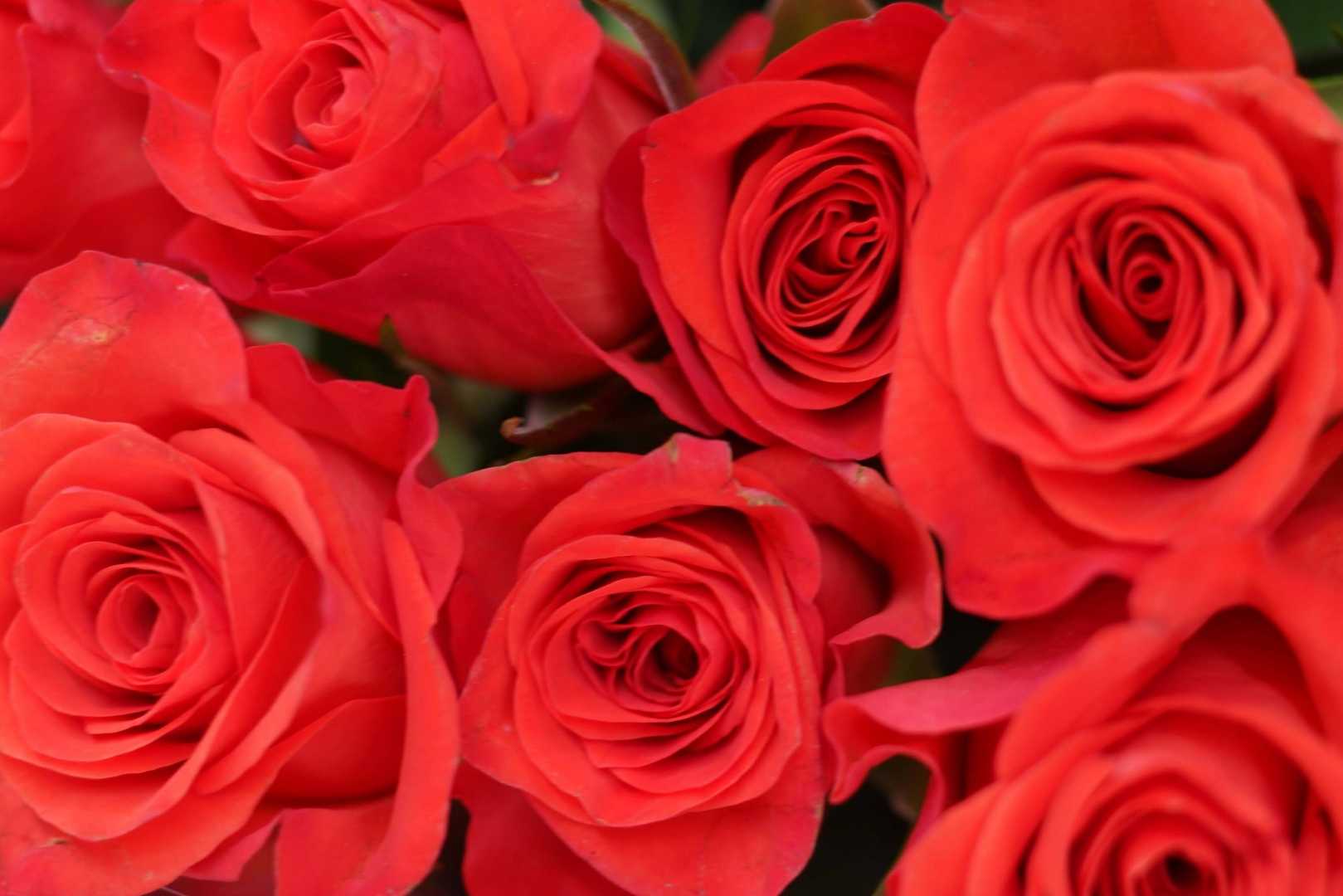 Roses are red