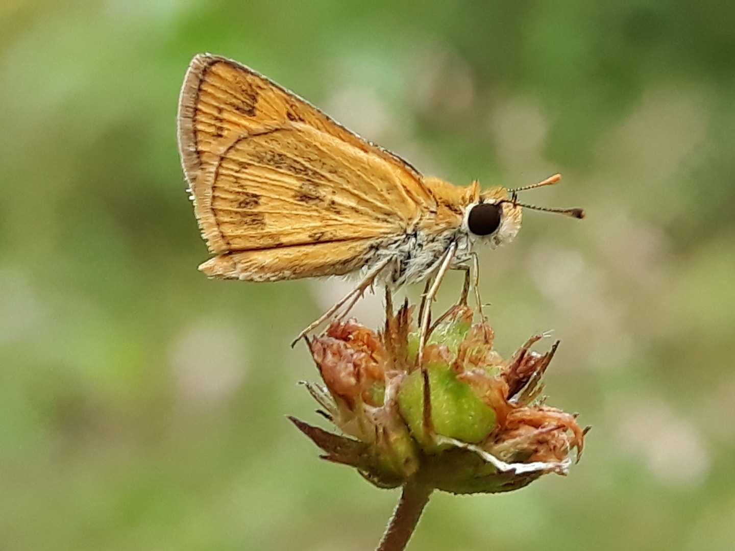 Skipper (Butterfly)