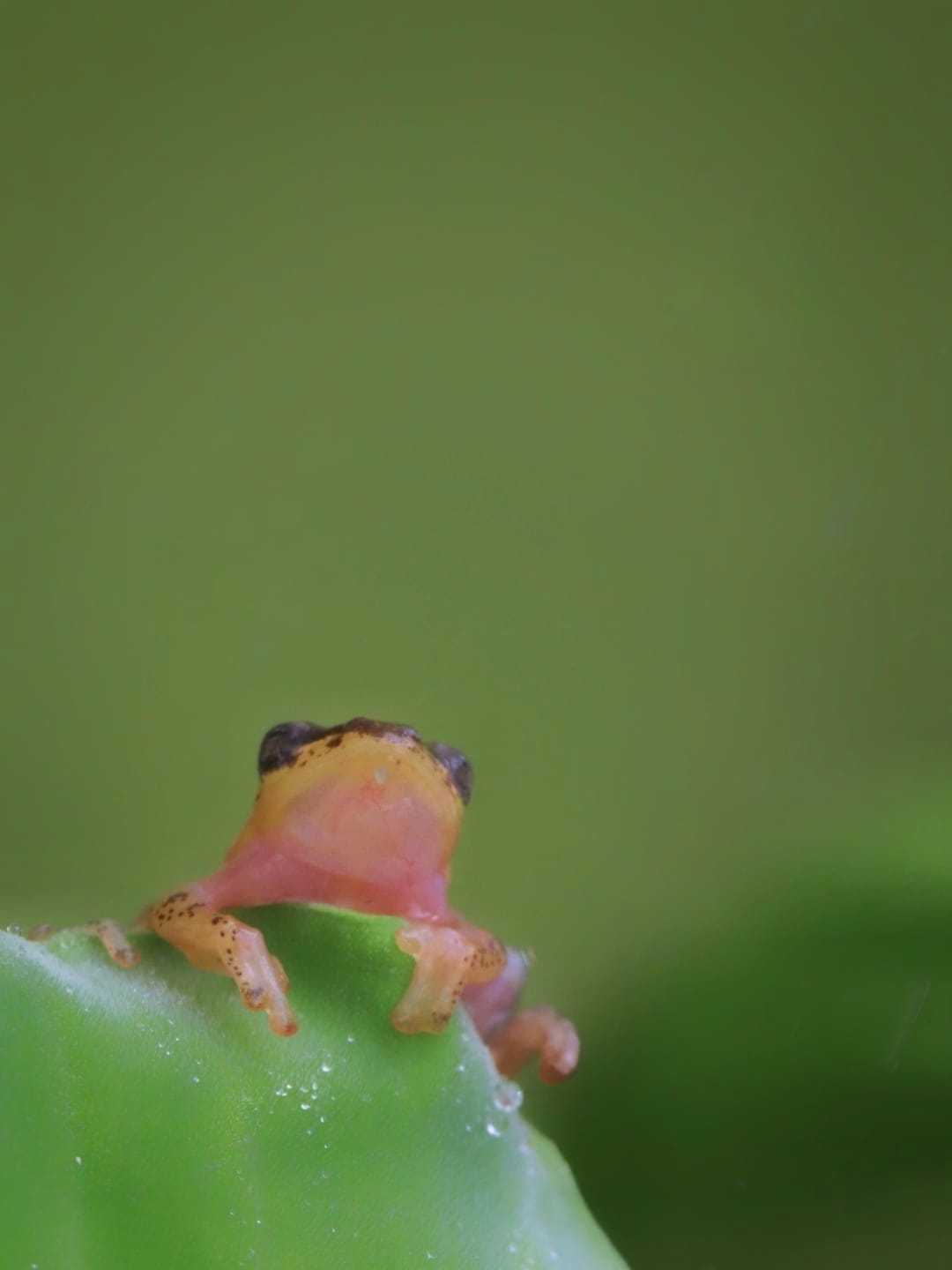 Golden Frog