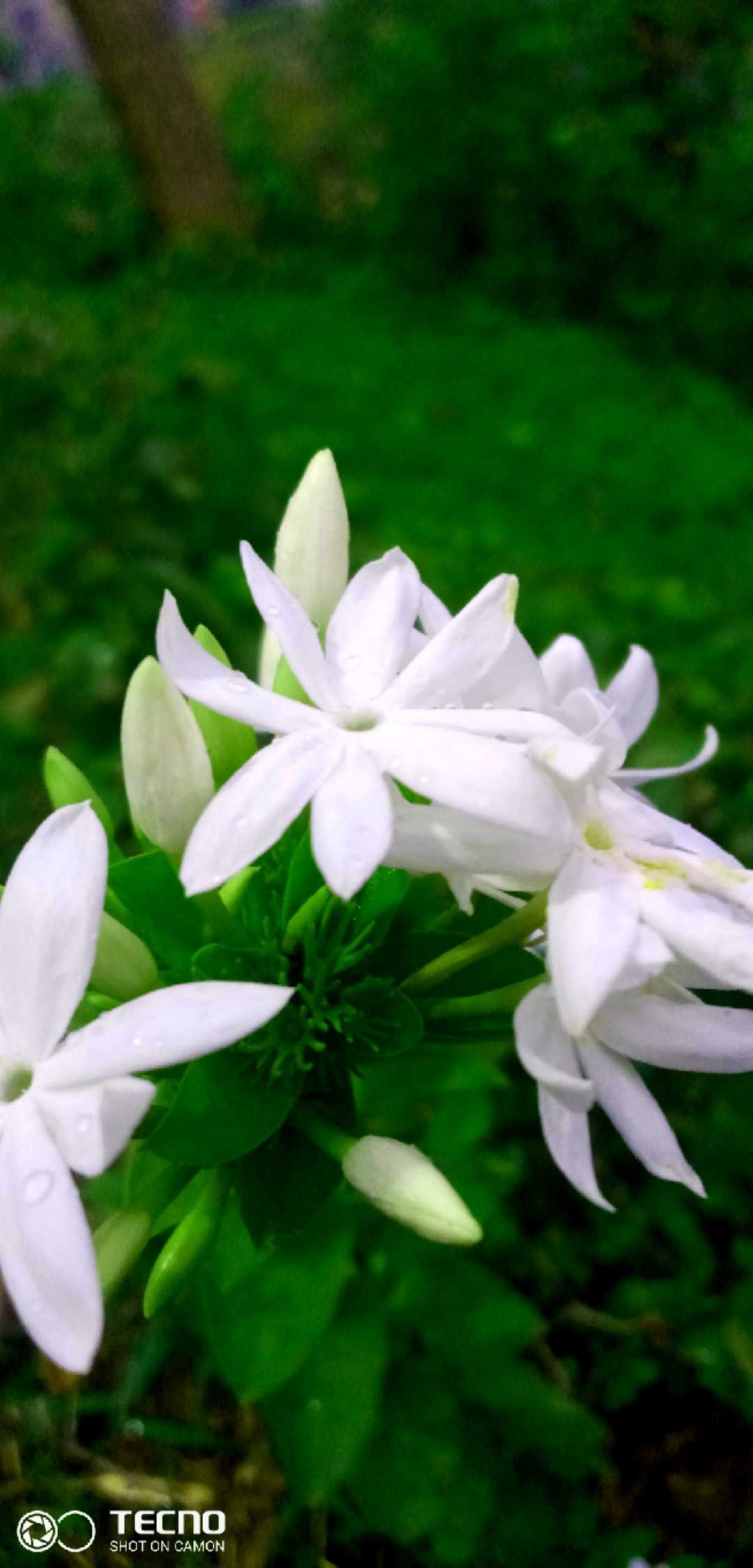 white flower