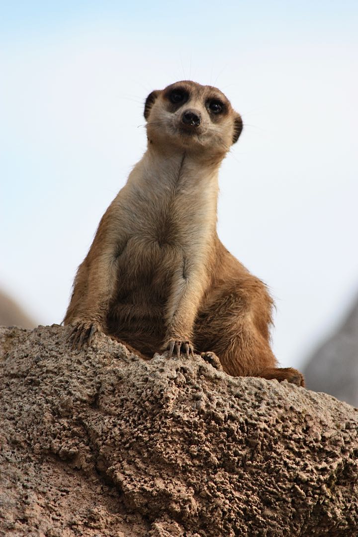 Suricata / Meerkat