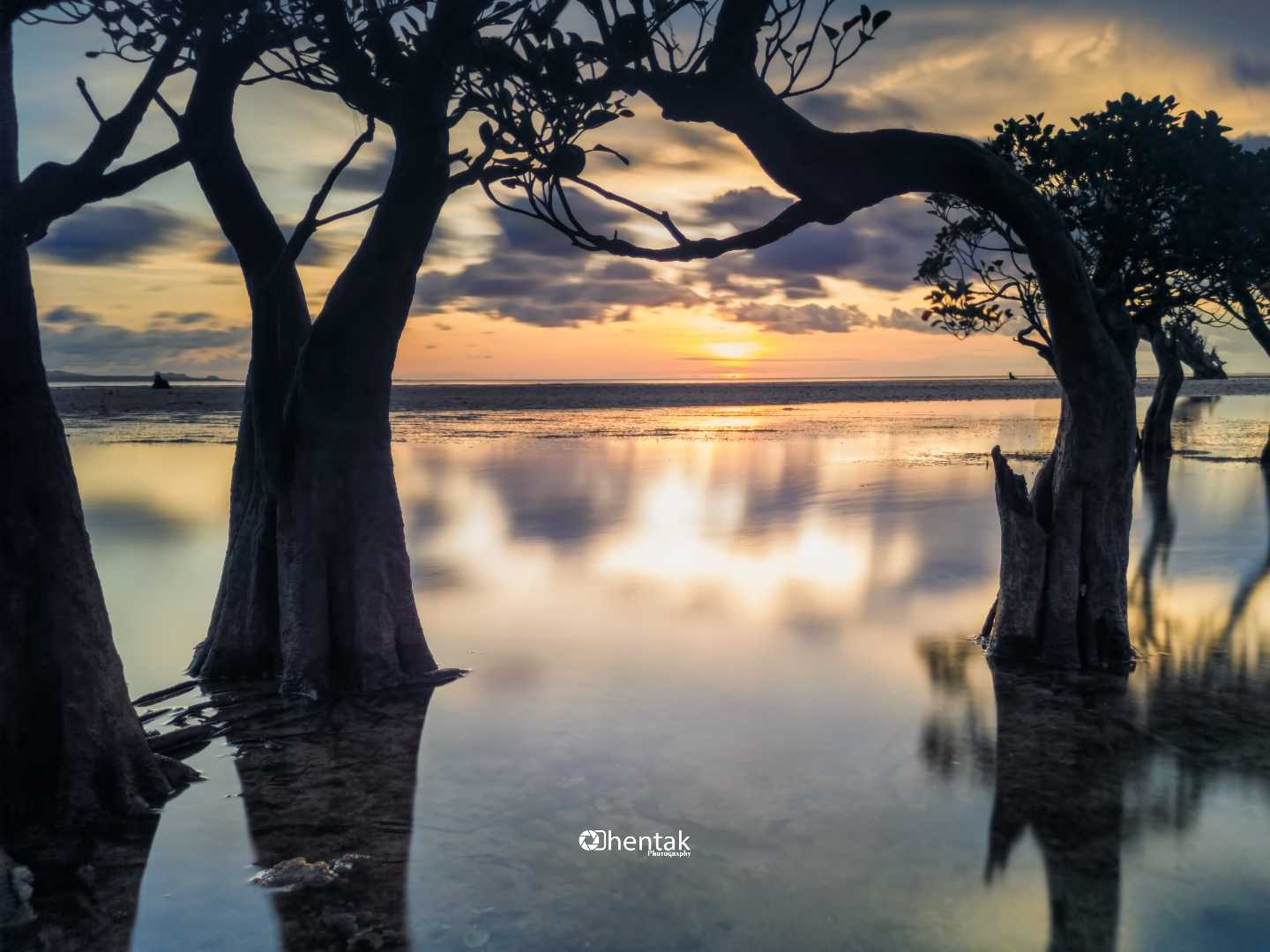 Bakau Menari di Pulau Rote