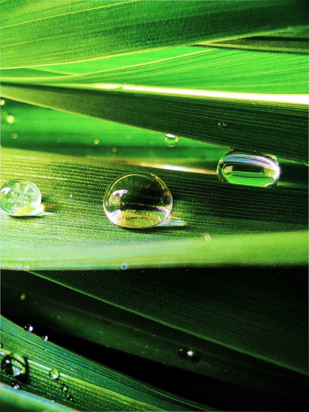 dew drops 