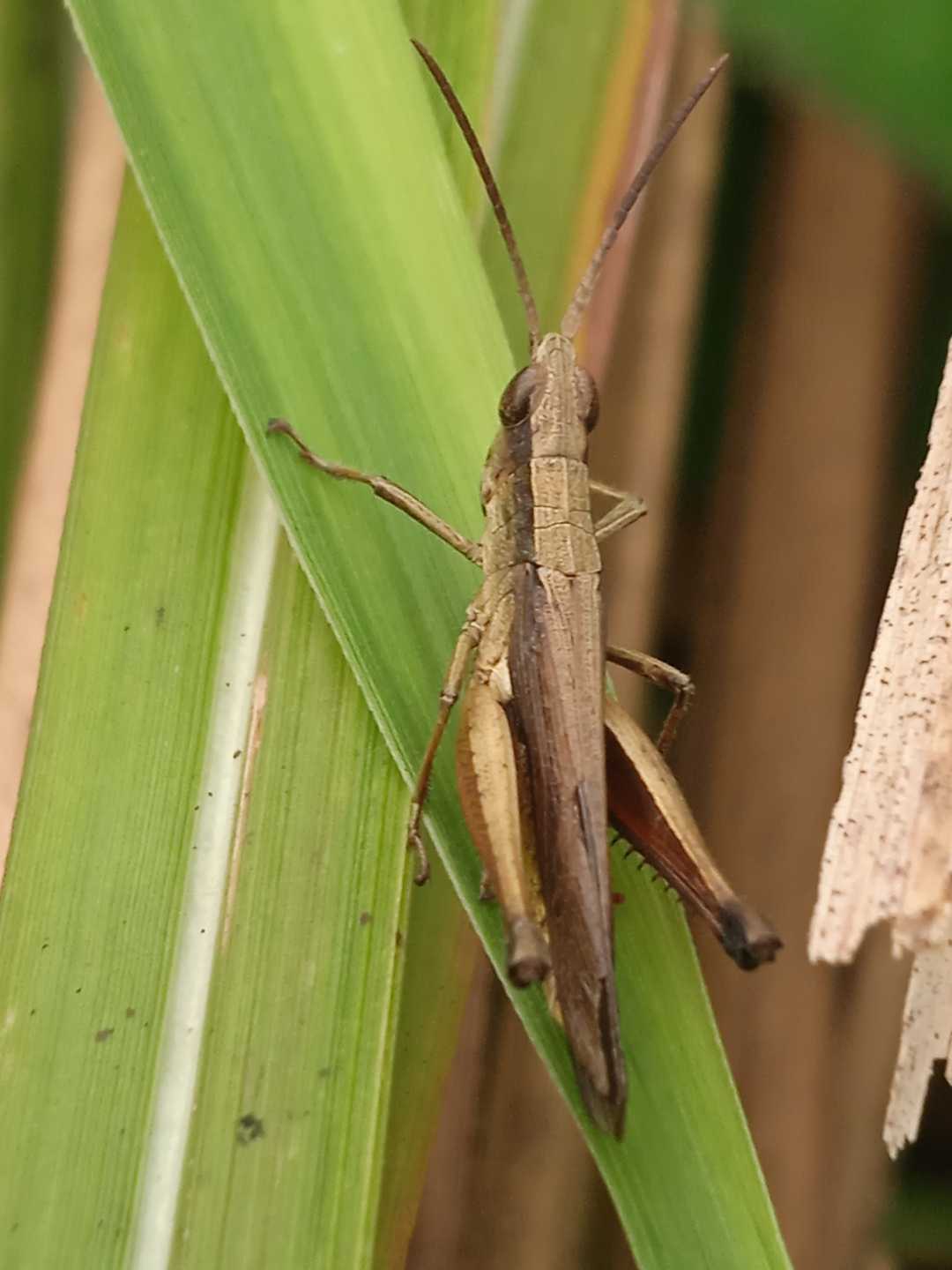 Chorthippus albomarginatus
