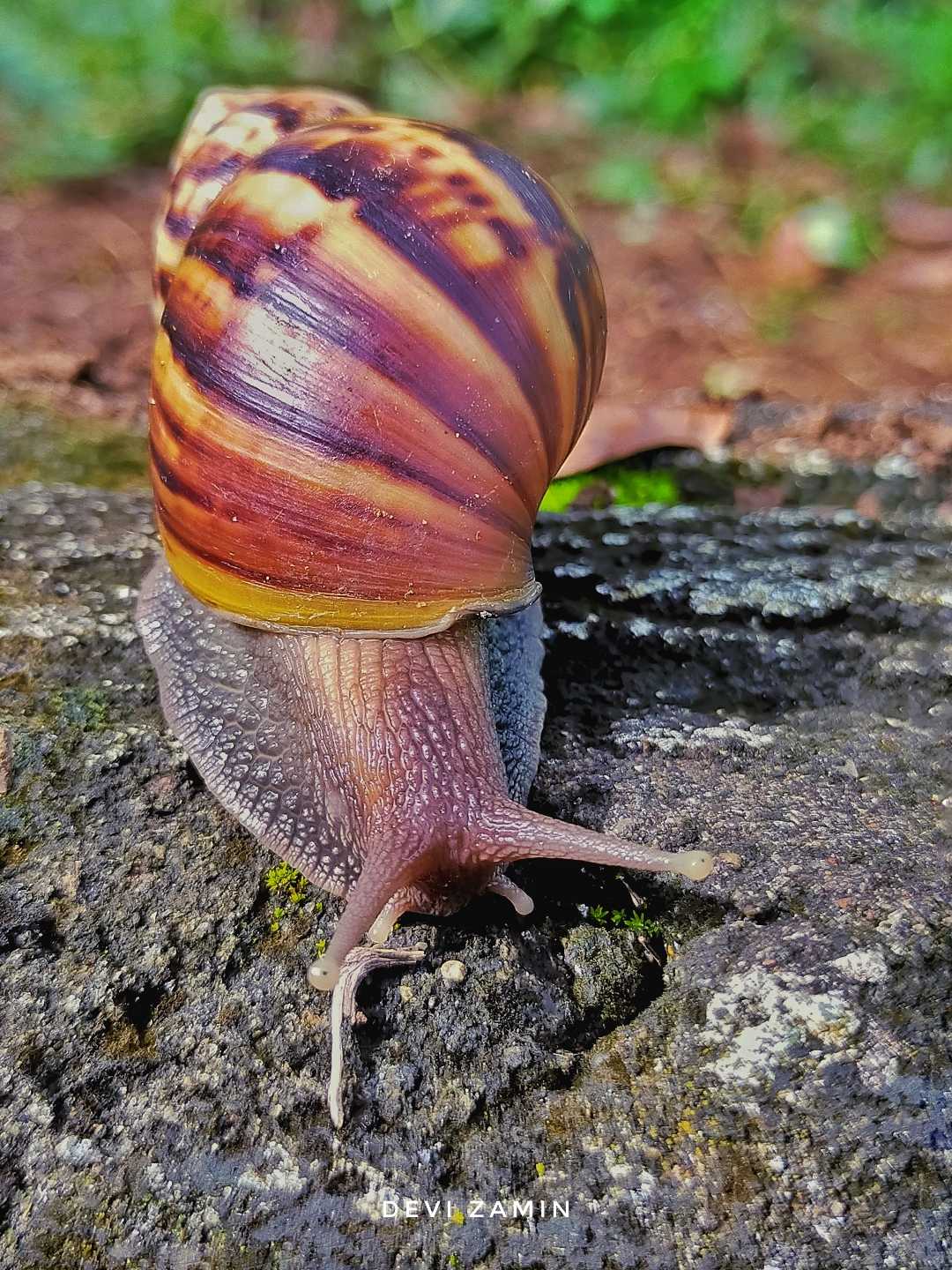 Bekicot