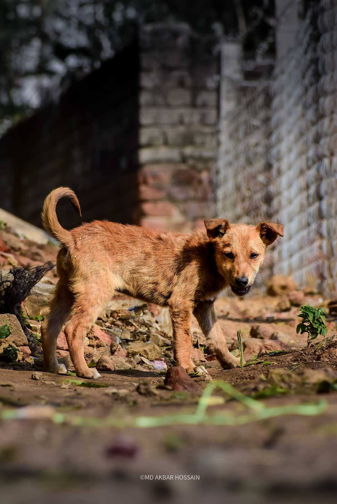 Street Dog