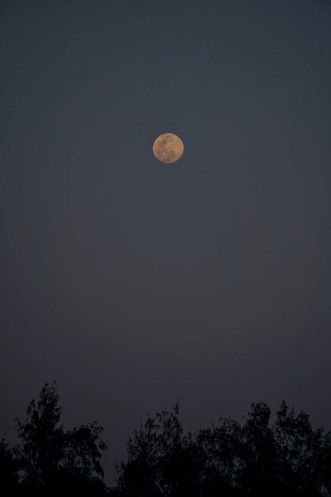 Moon Night 