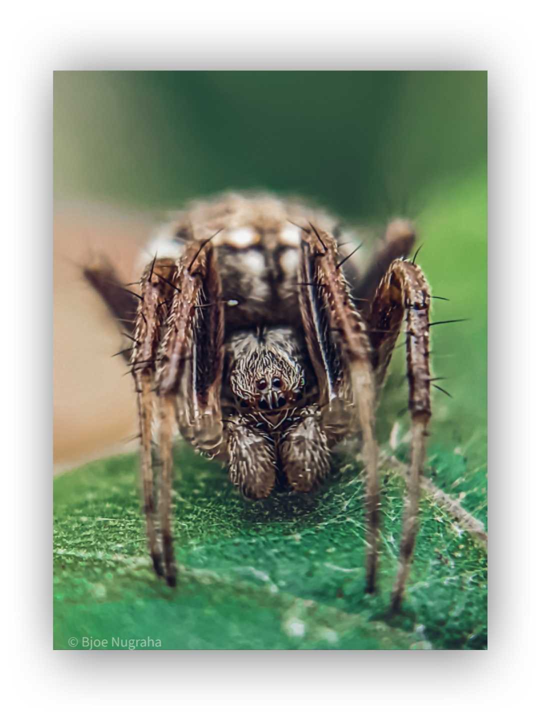 ARANEUS QUADRATUS
