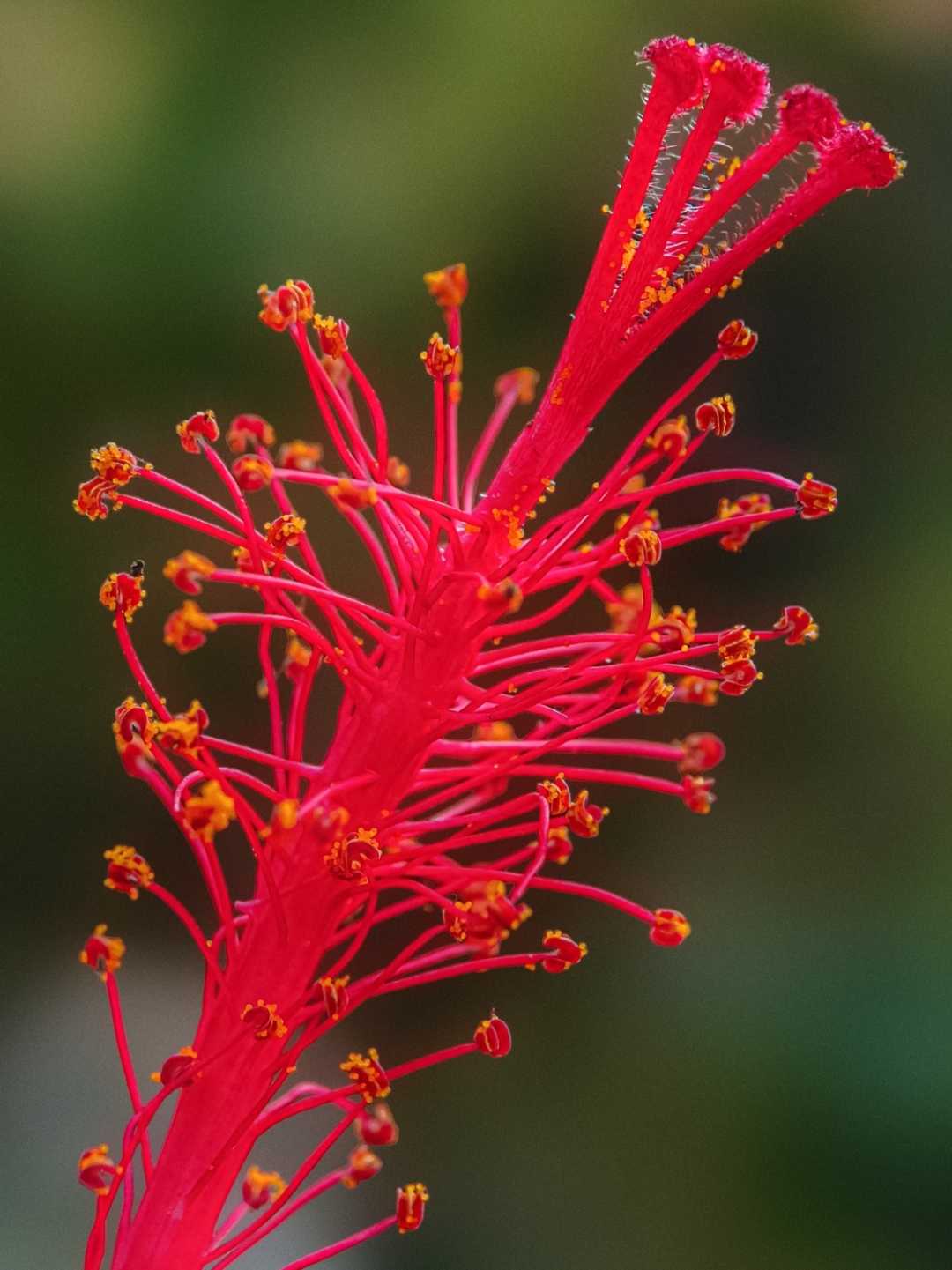 Red Hibiscus Bud 🌺