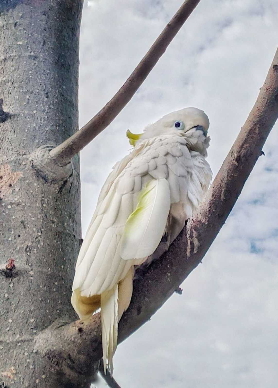 Cacatua