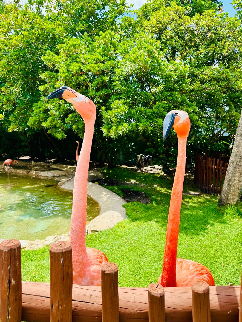 Sea World , 🦩