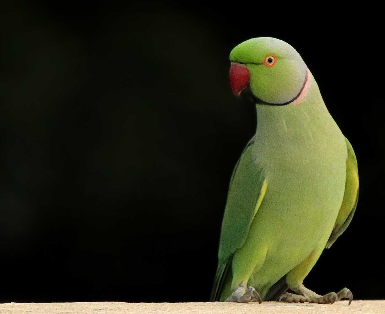 Rose Ringed Parakeet