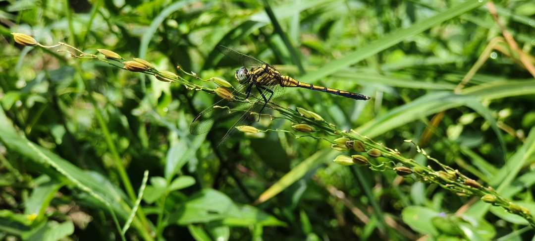 Dragonfly