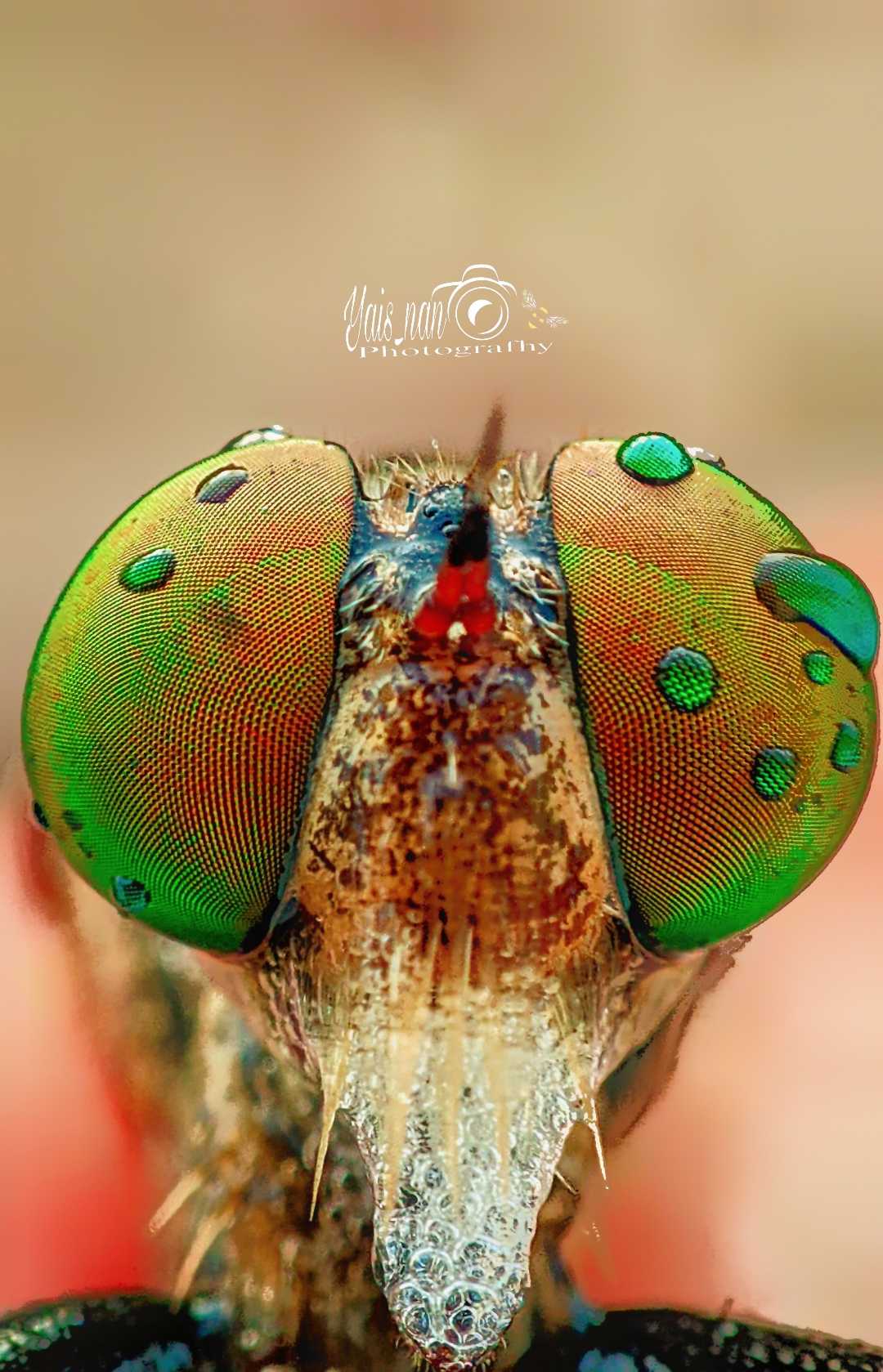 mata robberfly pelangi