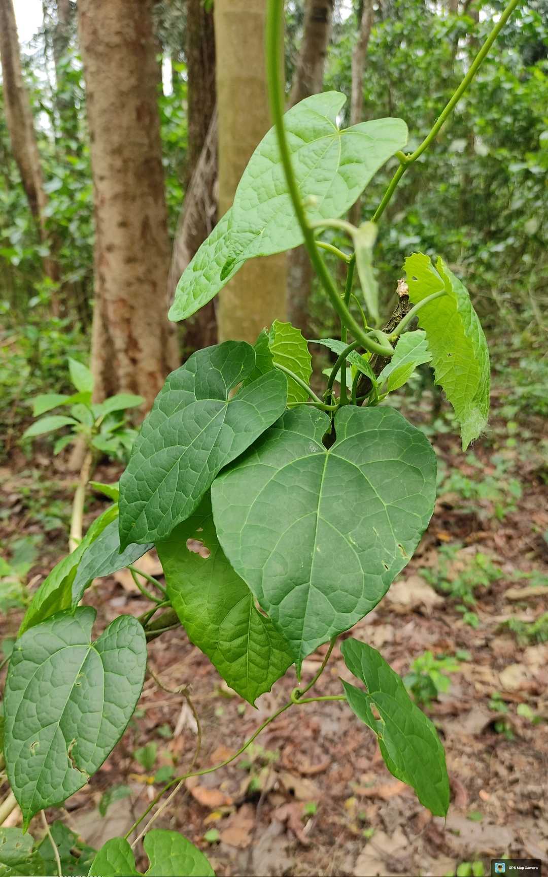 Nature Photography 