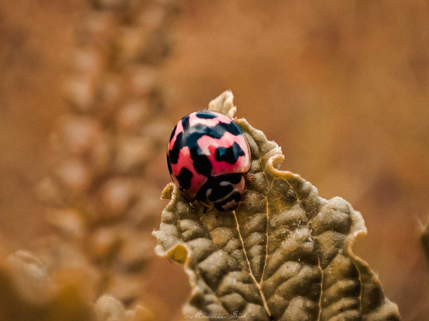 Oenopia conglobata